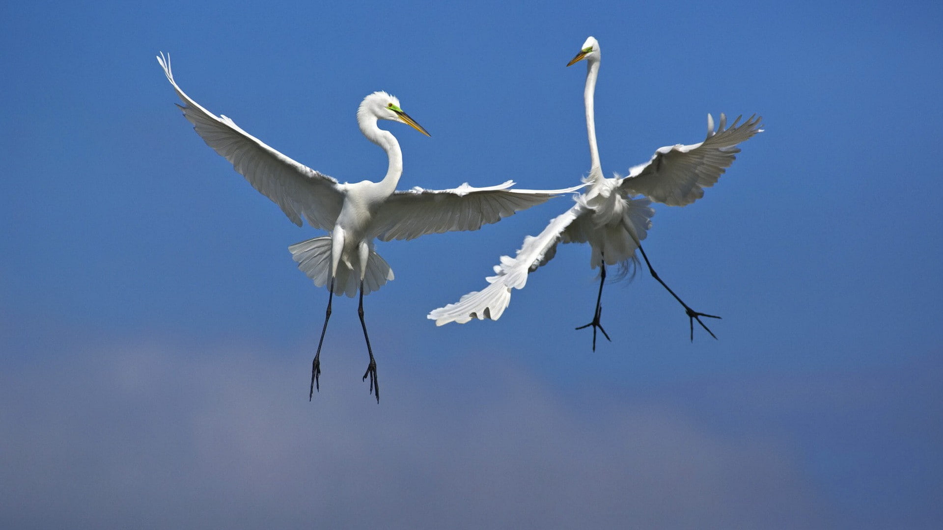 HD Wallpaper Birds Egrets Fighting Flight Florida Male