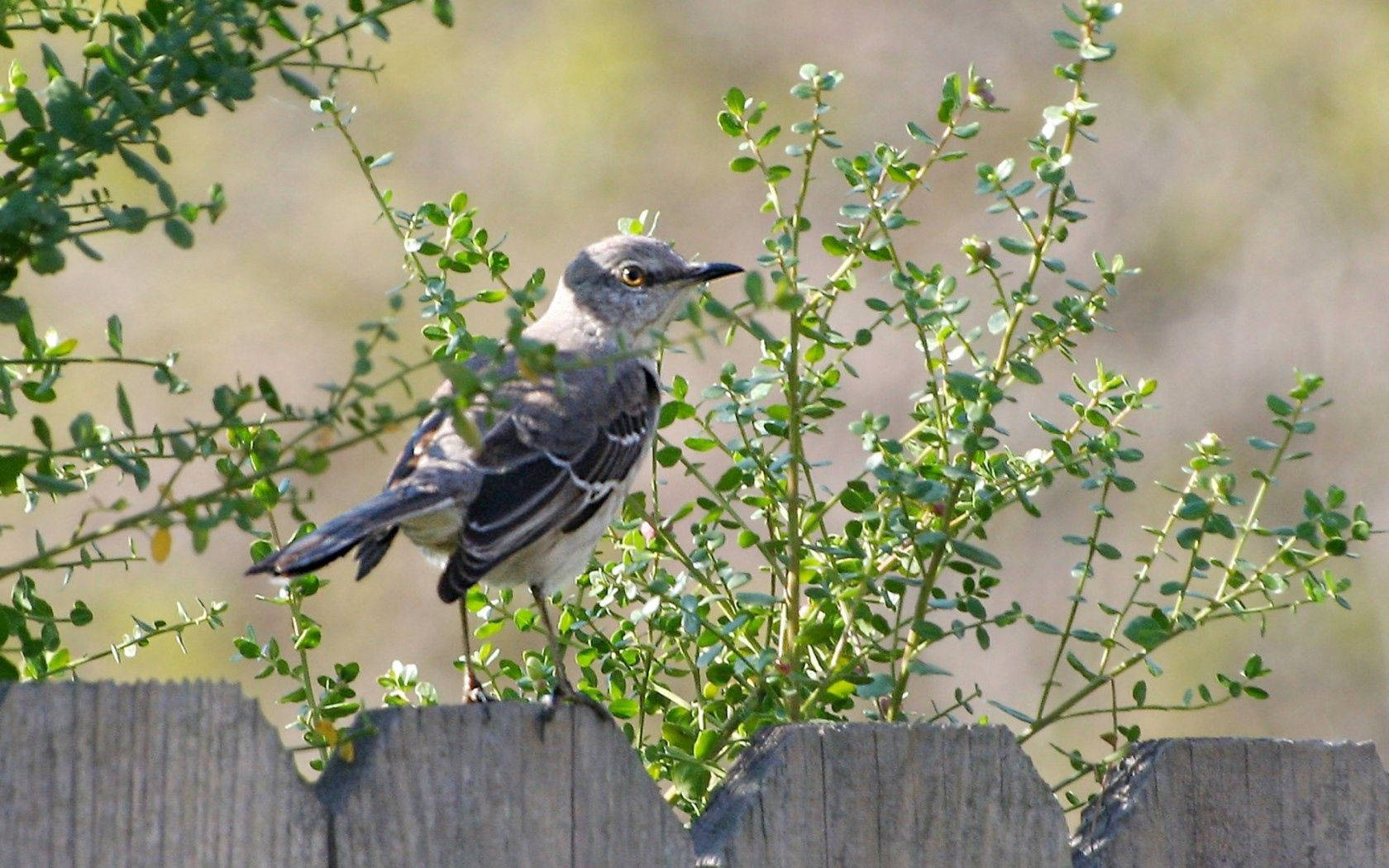 Birds Nature Wallpaper