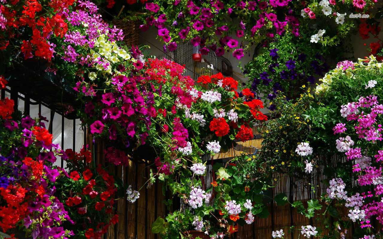 48+] HD Wallpaper Flower Gardens - WallpaperSafari