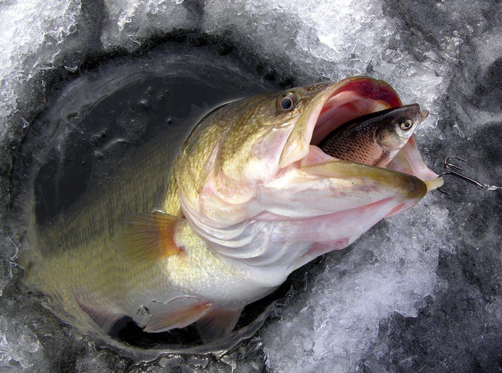 Bass Fishing Wallpaper Background