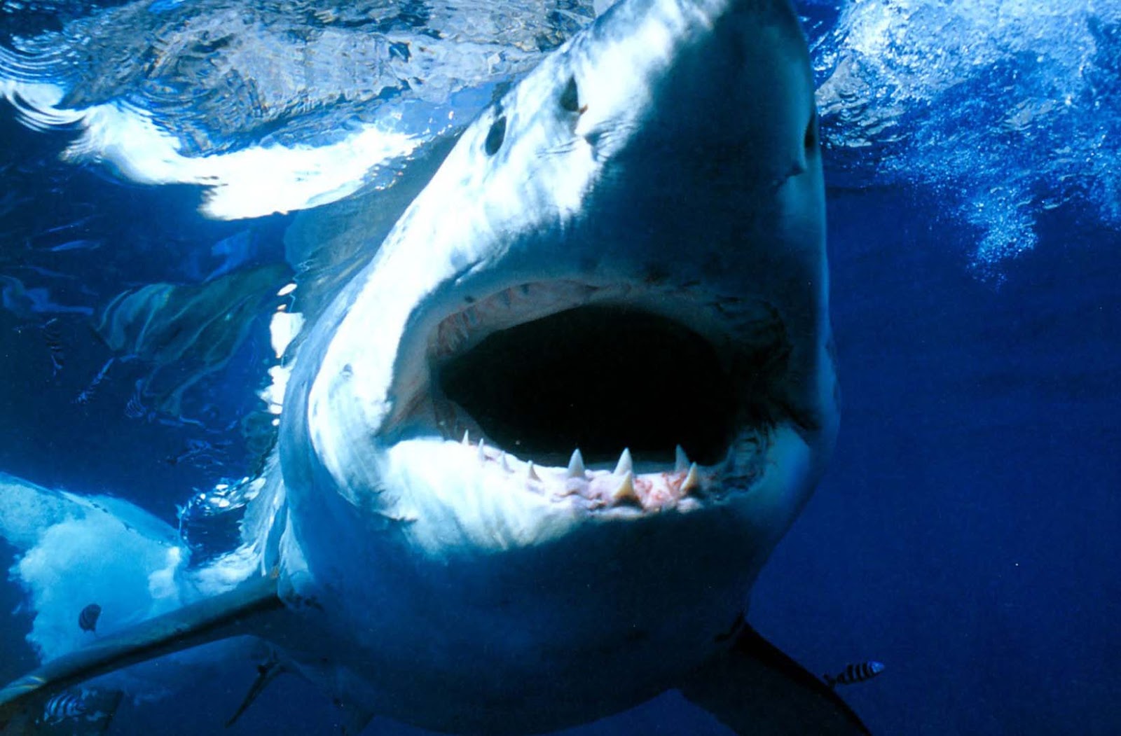  white shark mouth wallpapers white shark mouth wallpapers white shark 1600x1051
