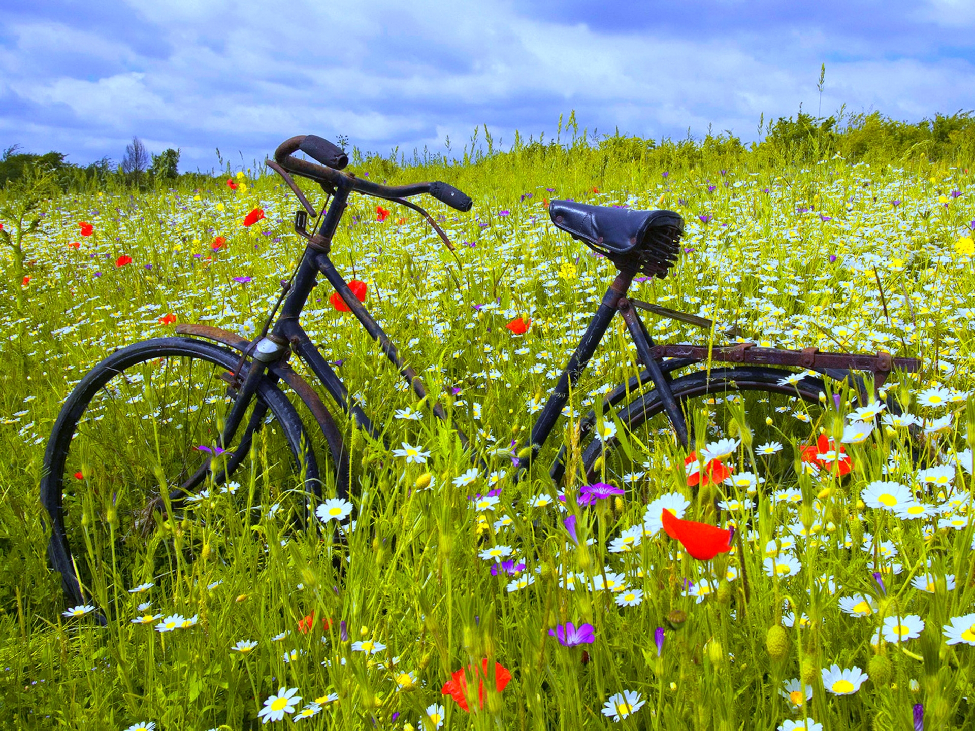 Desktop Wallpaper Bicycles and Flowers WallpaperSafari