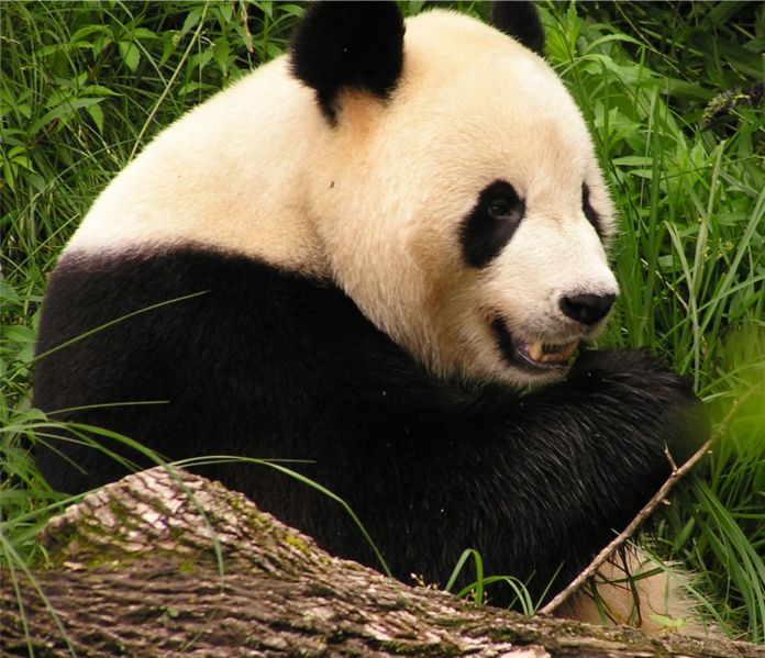 Giant Panda Bear Pictures Wallpapers   Wallpaper 7 of 8