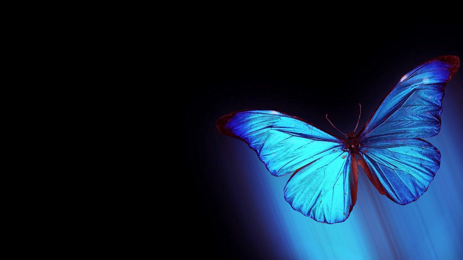 3D Butterfly Abstract 1600x900