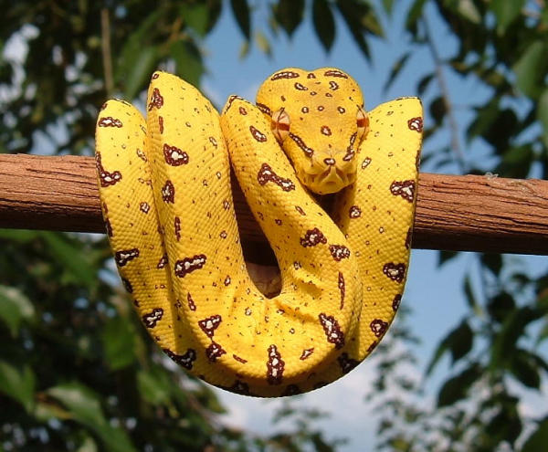 Yellow Tree Python Wallpaper HD Background Image Pictures