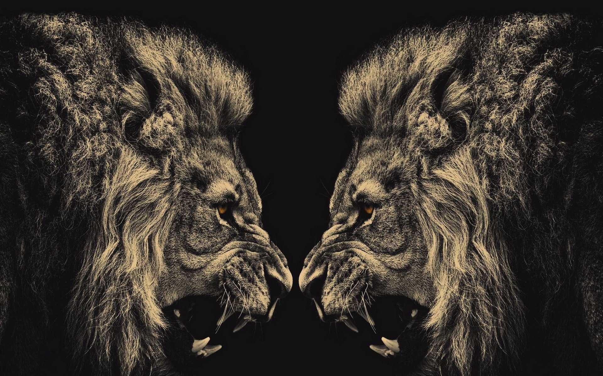 Angry Lion HD Wallpaper