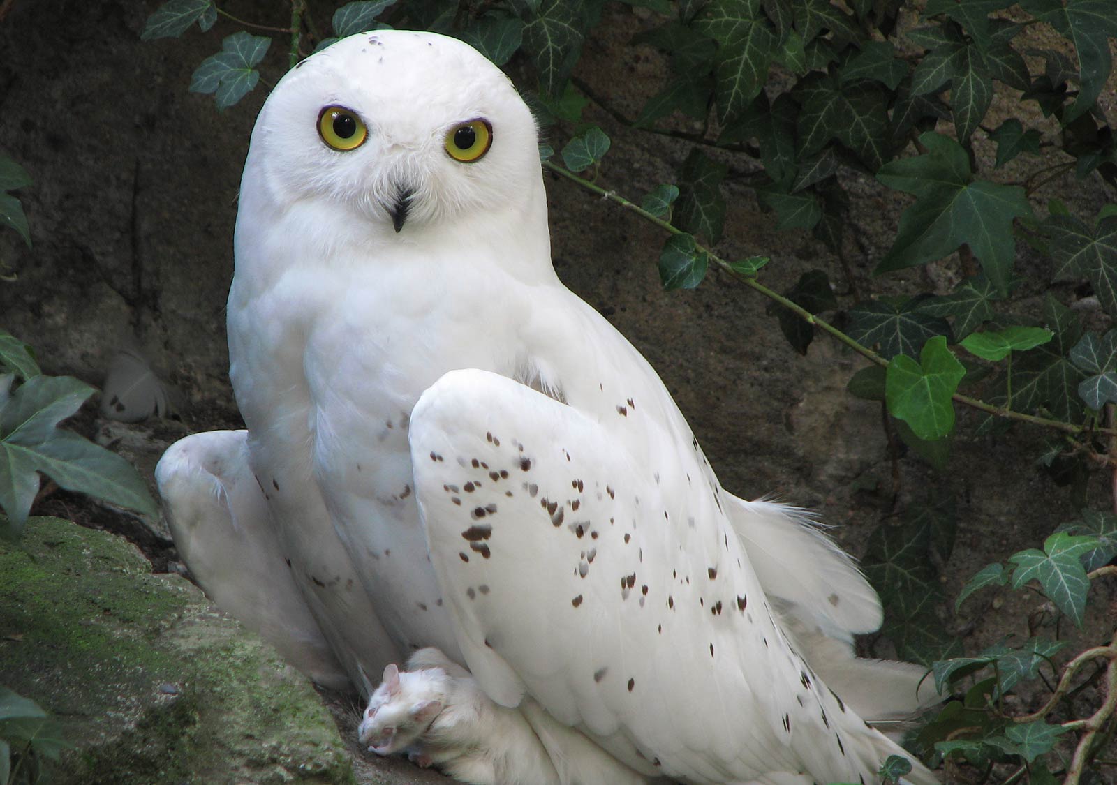 Wallpapers For Snowy Owl Wallpaper Screensavers
