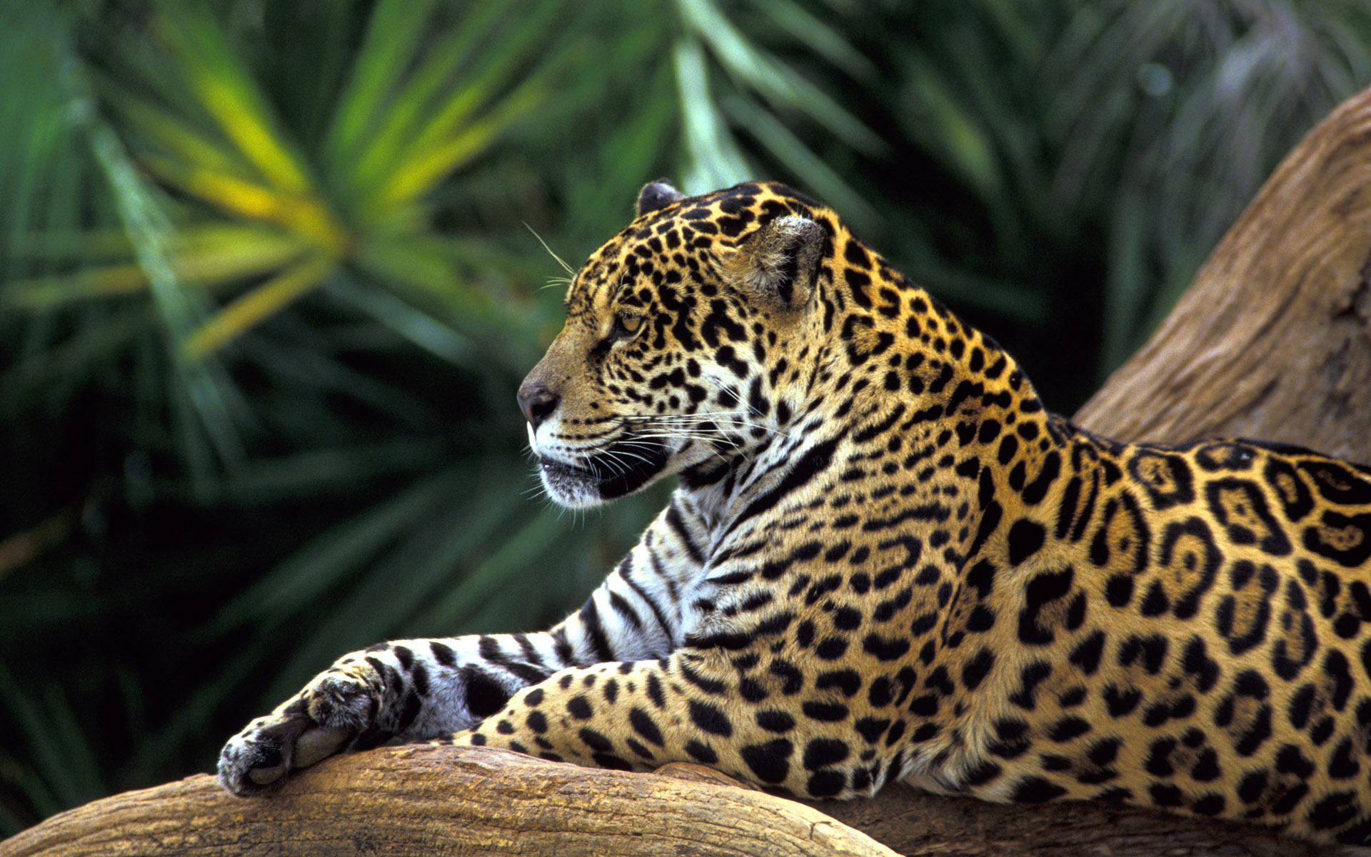 Wallpaper Branch Lying Animals Jaguar Picture
