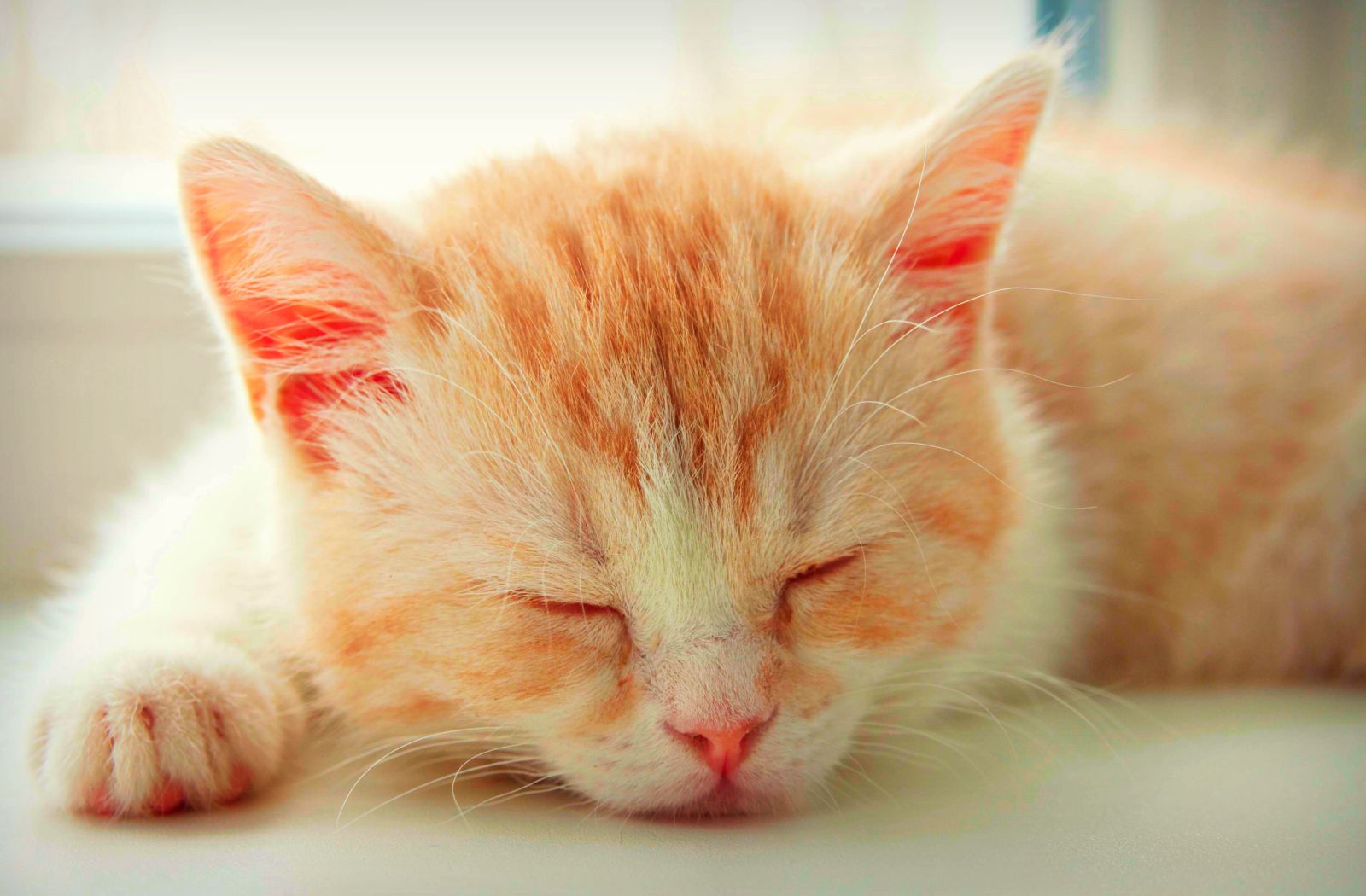 Of Cute Kitten Sleeping HD Wallpaper For Desktop Tablet Or iPhone