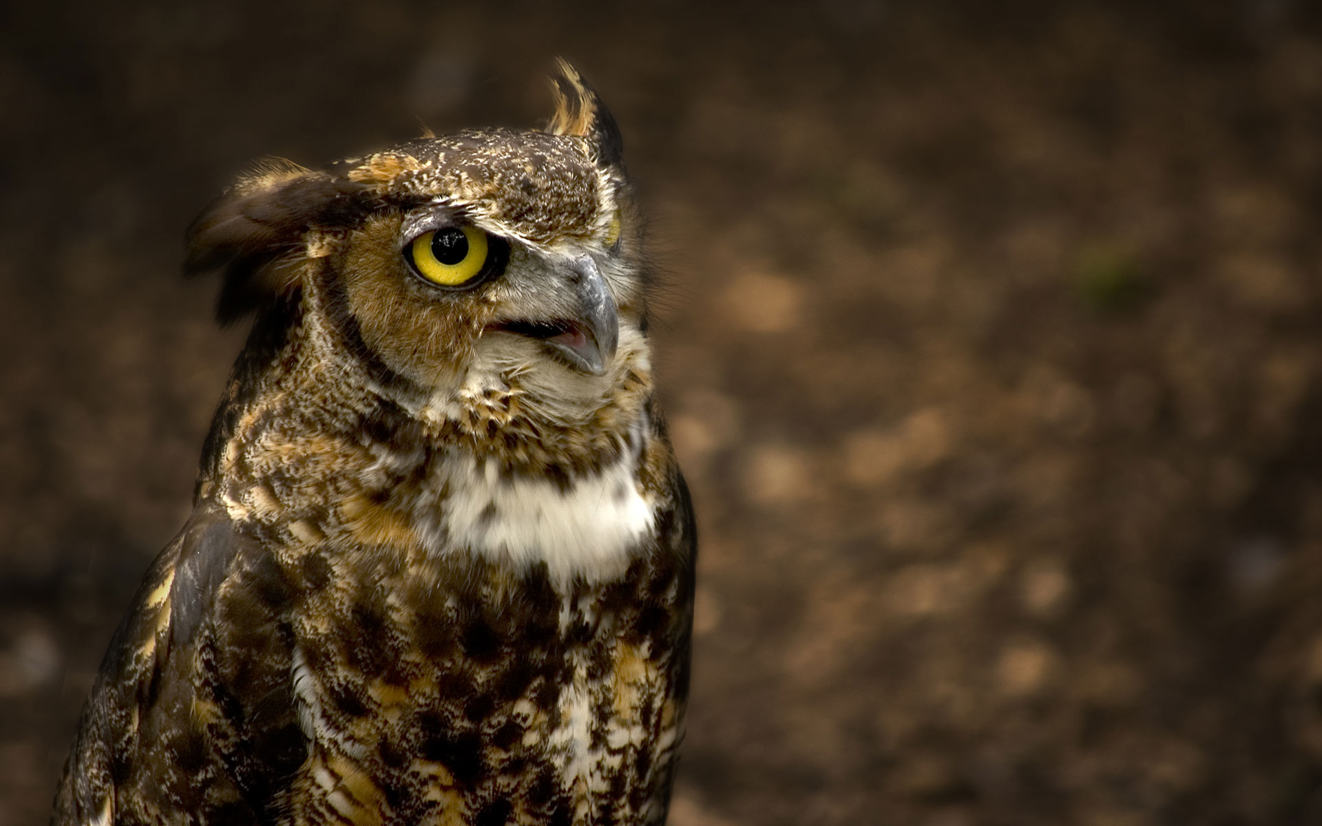 Wallpaper Animals Owl High Definition HD Resolution