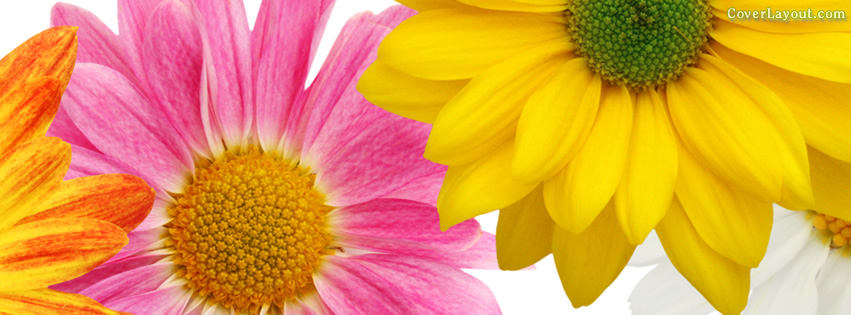Spring Fb Cover Two Pretty Pink And Yellow Dasies