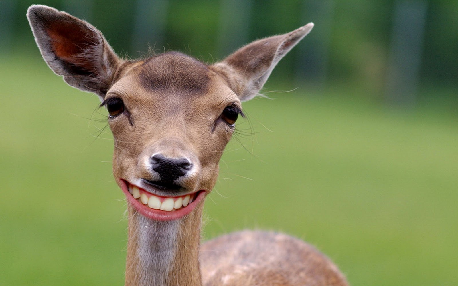 Deer Wallpaper