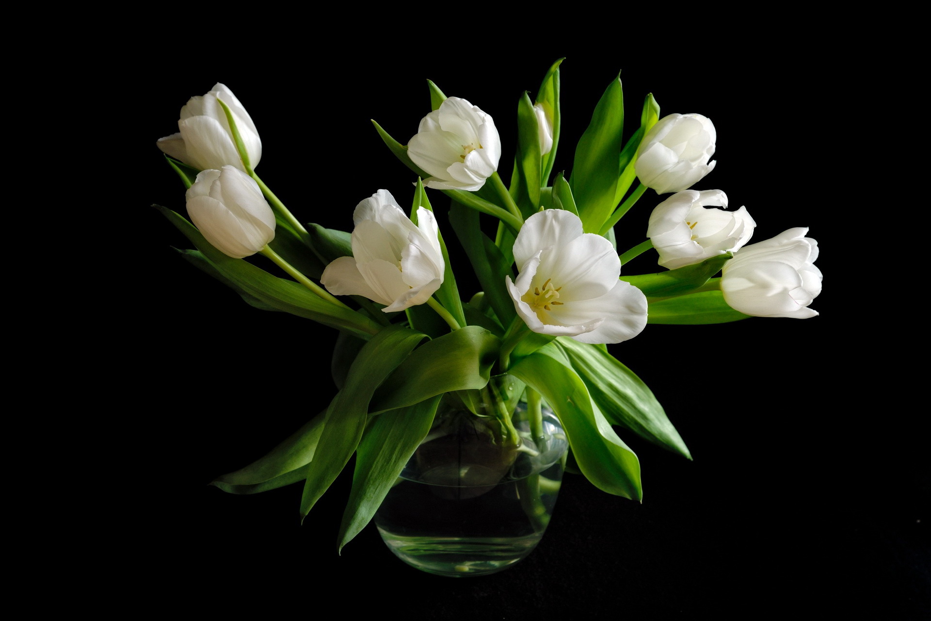 Wallpaper Tulips White Flower Black Background Flowers