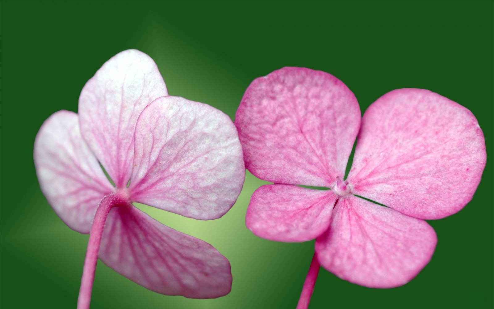 Pink Small Flowers Wallpapers   9418