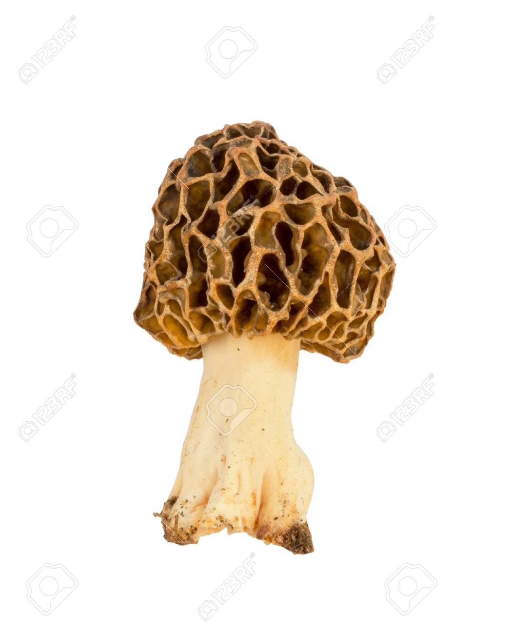 Edible Mushroom Morel Closeup Isolated On White Background Stock