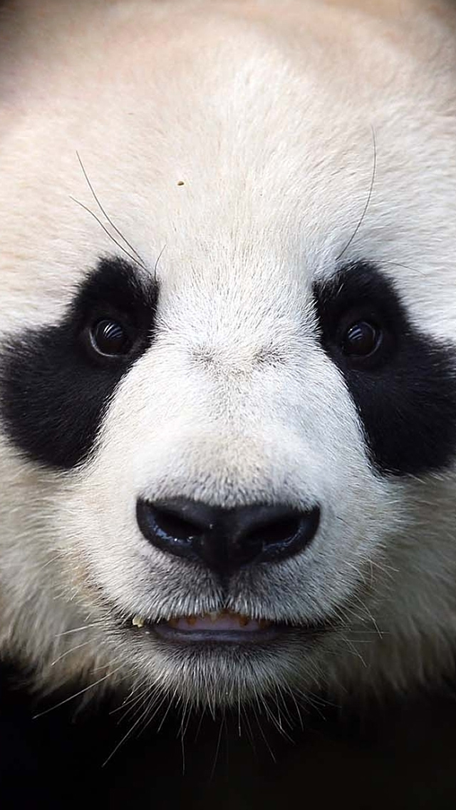 Panda Bear Face iPhone Wallpaper