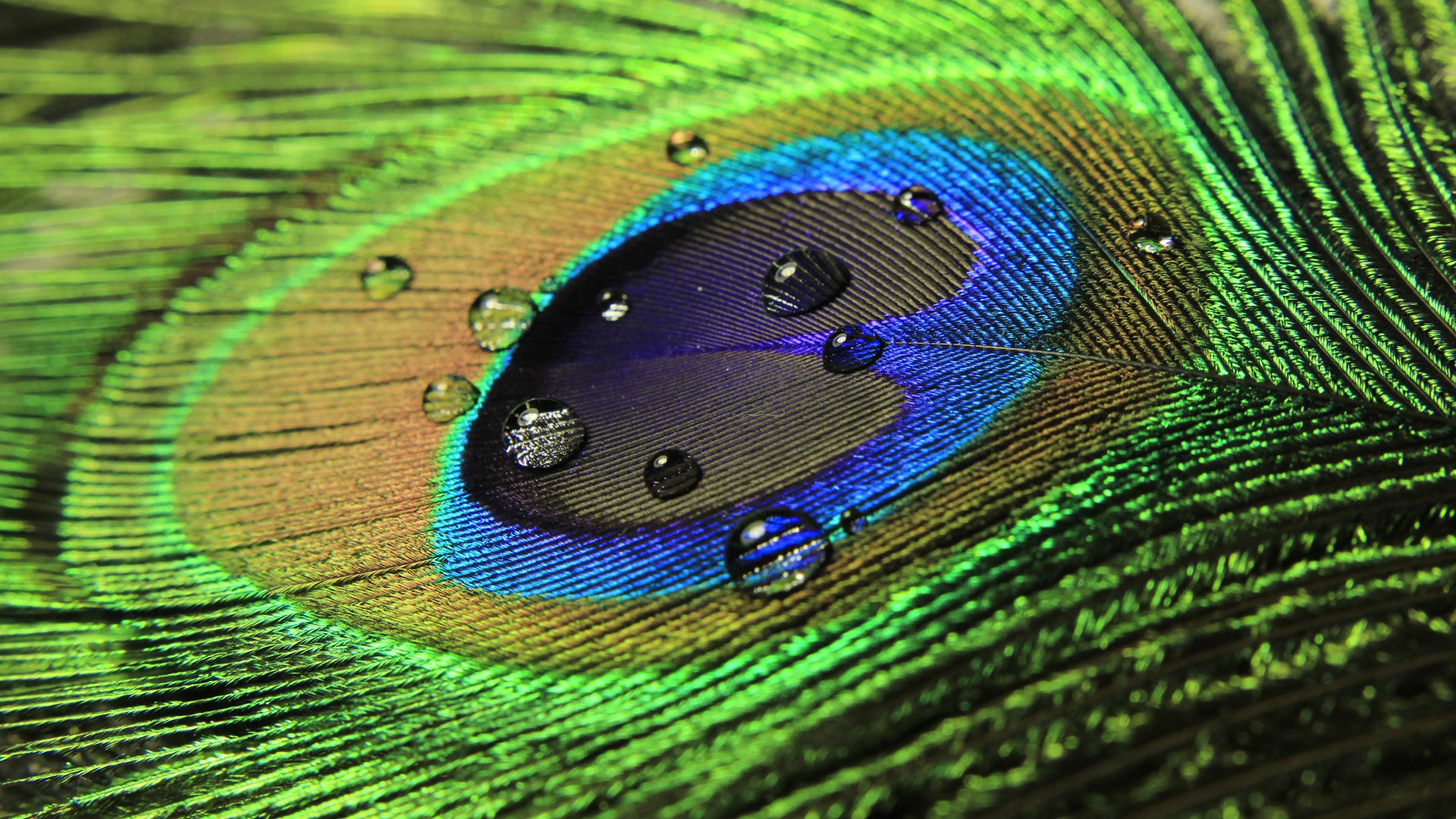 Feather Wallpaper HD Pictures Image Background