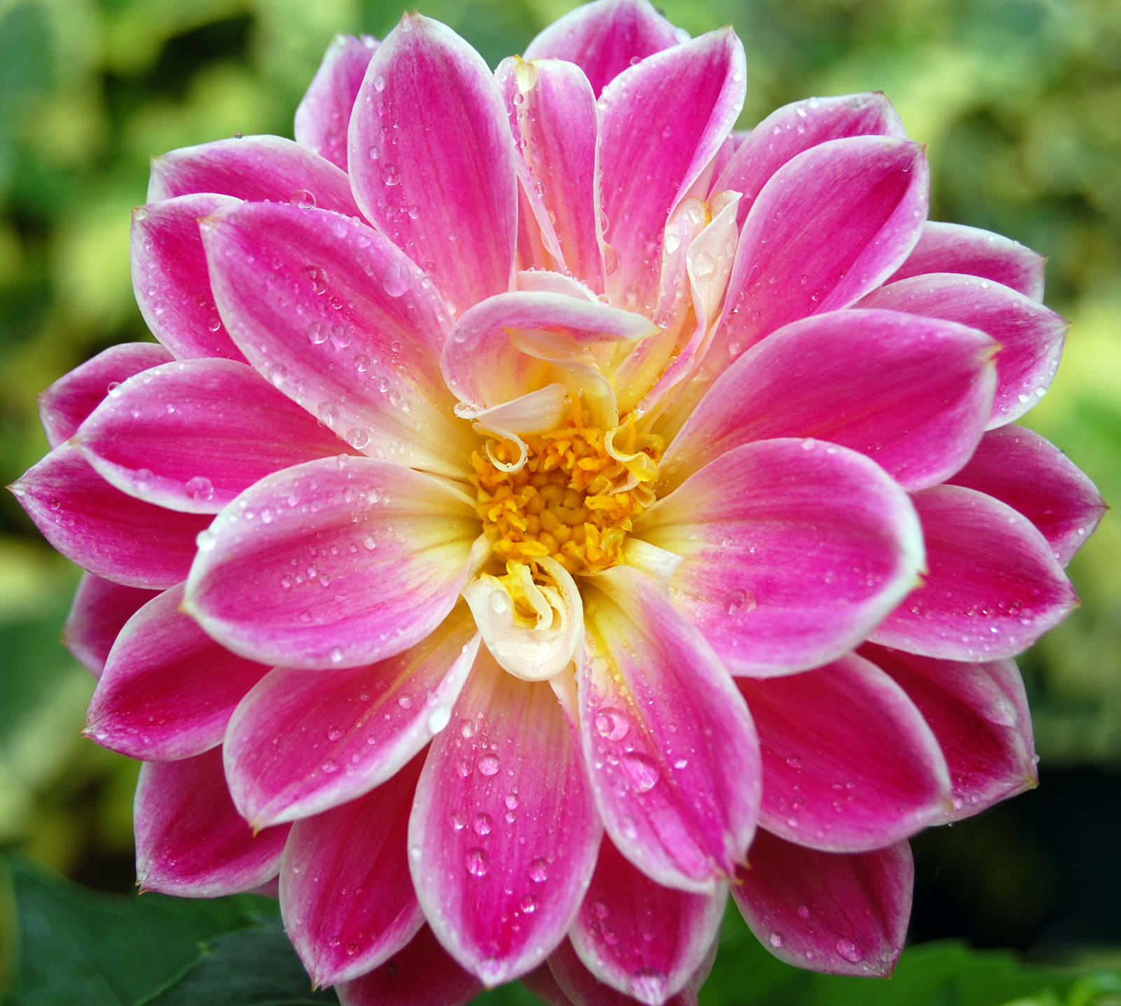 Close-up of a vibrant pink dahlia flower with water droplets, showcasing its delicate petals and yellow center