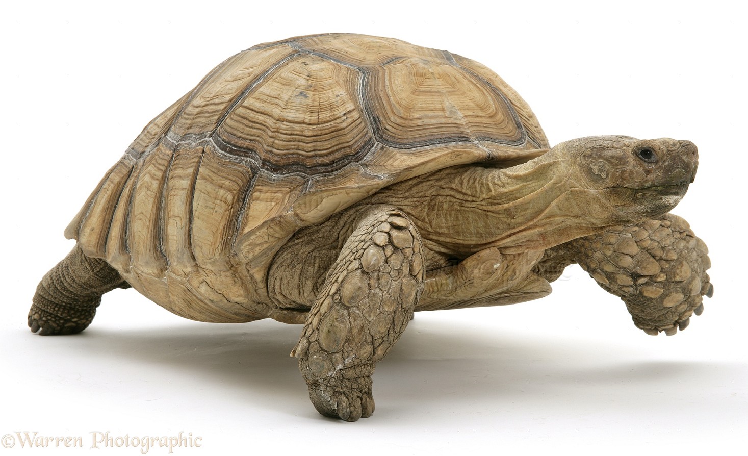 Wp17217 African Giant Tortoise Testudo Sulcata