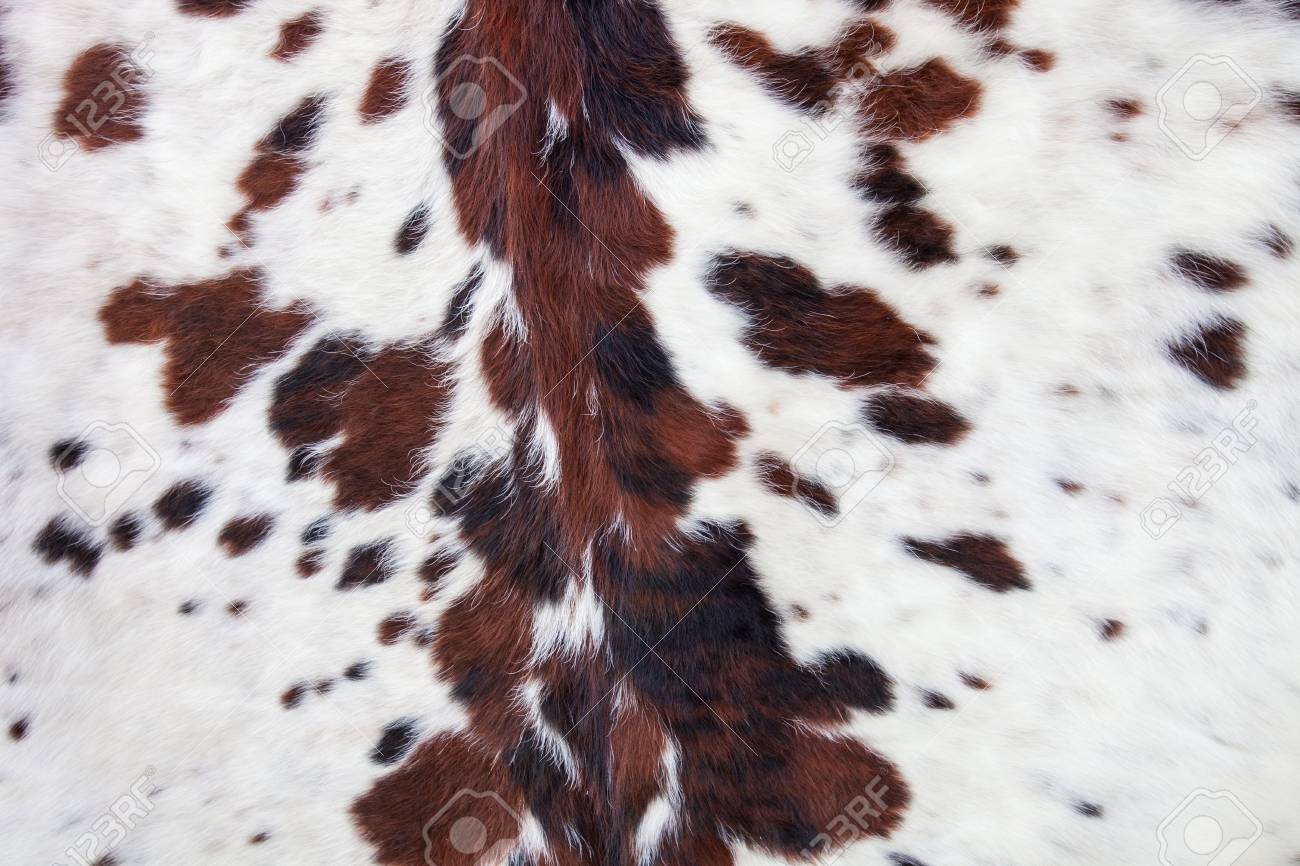 Longhorn White Cowhide With Black And Brown Spots Fur Background