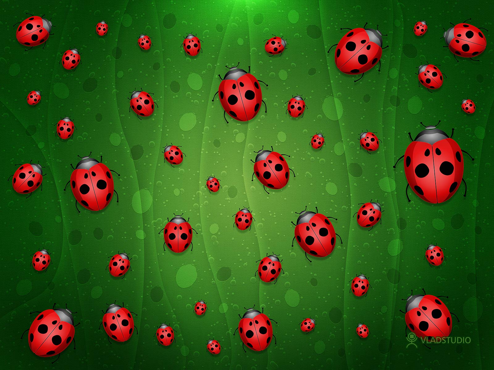 Ladybug Background Themes