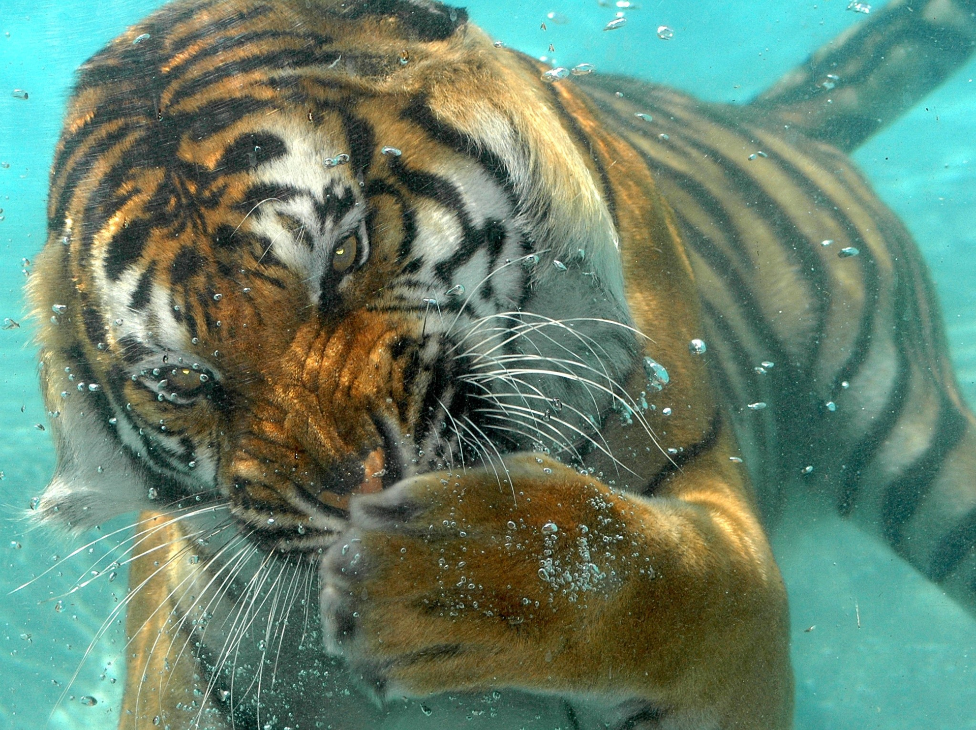 A Bengal Tiger Swimming Underwater