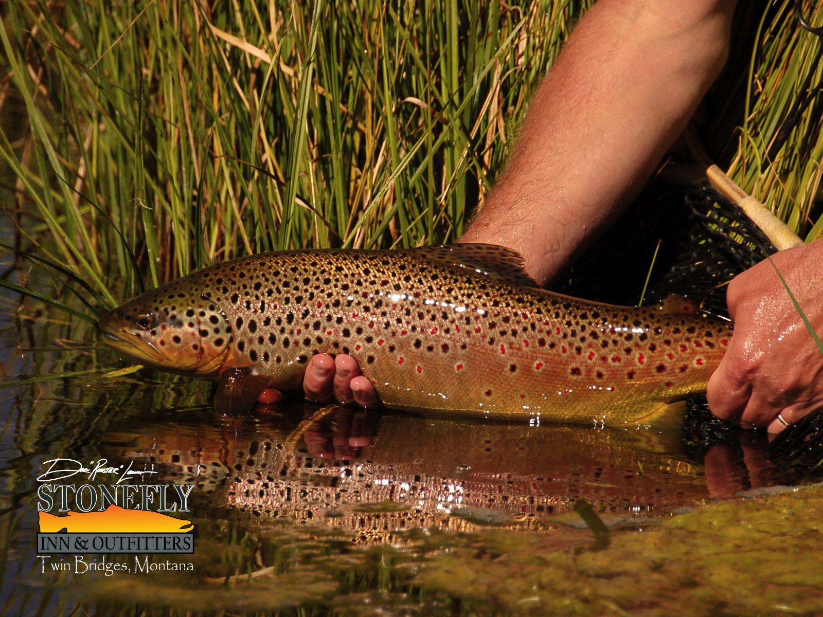 Fly Fishing Tying Resources And Research