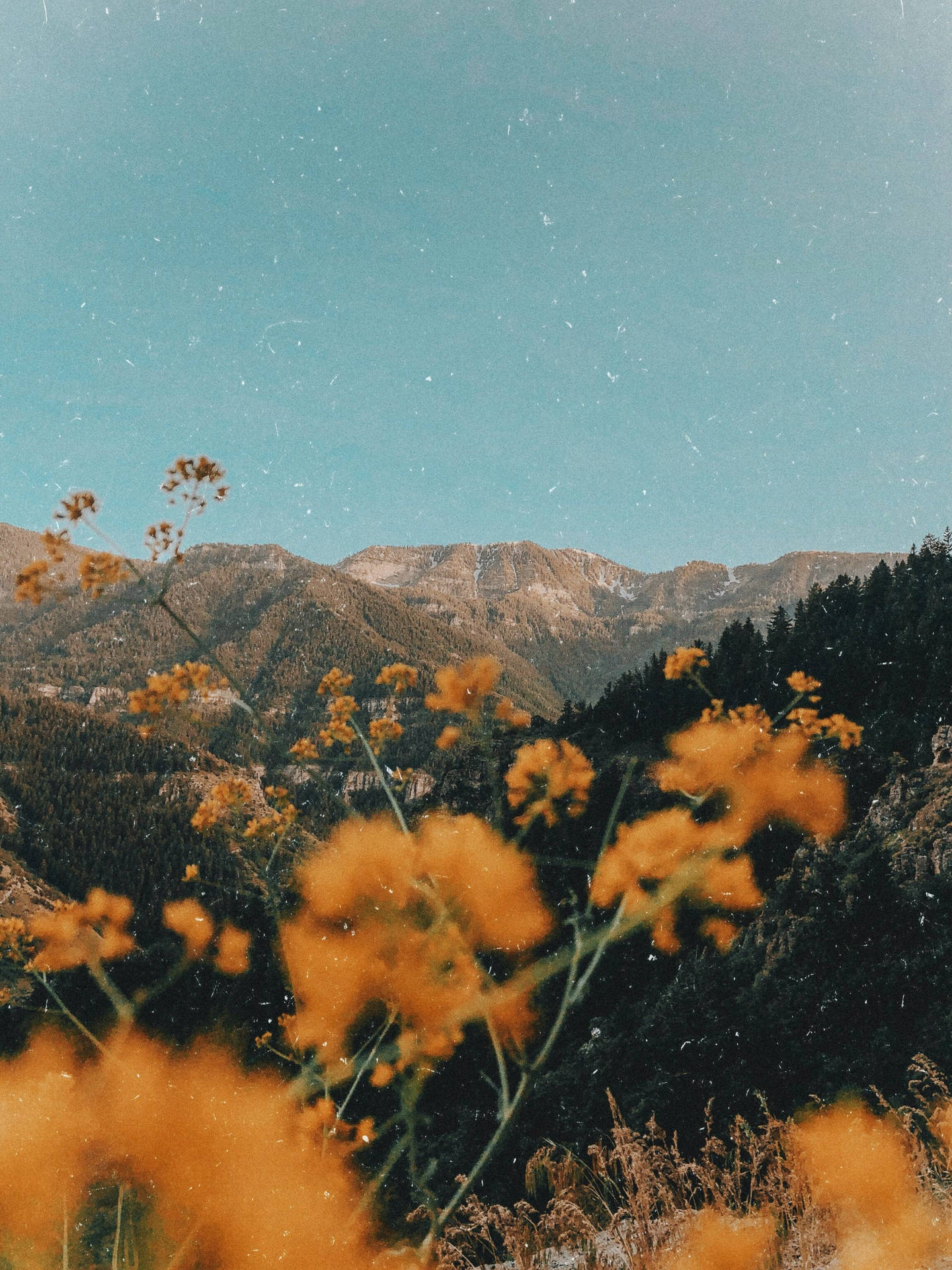 Aesthetic Vintage iPad Wallpaper