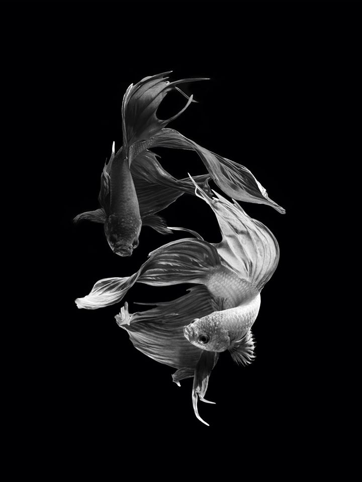 iPhone 6s Fish Wallpaper Black Favourite Pictures