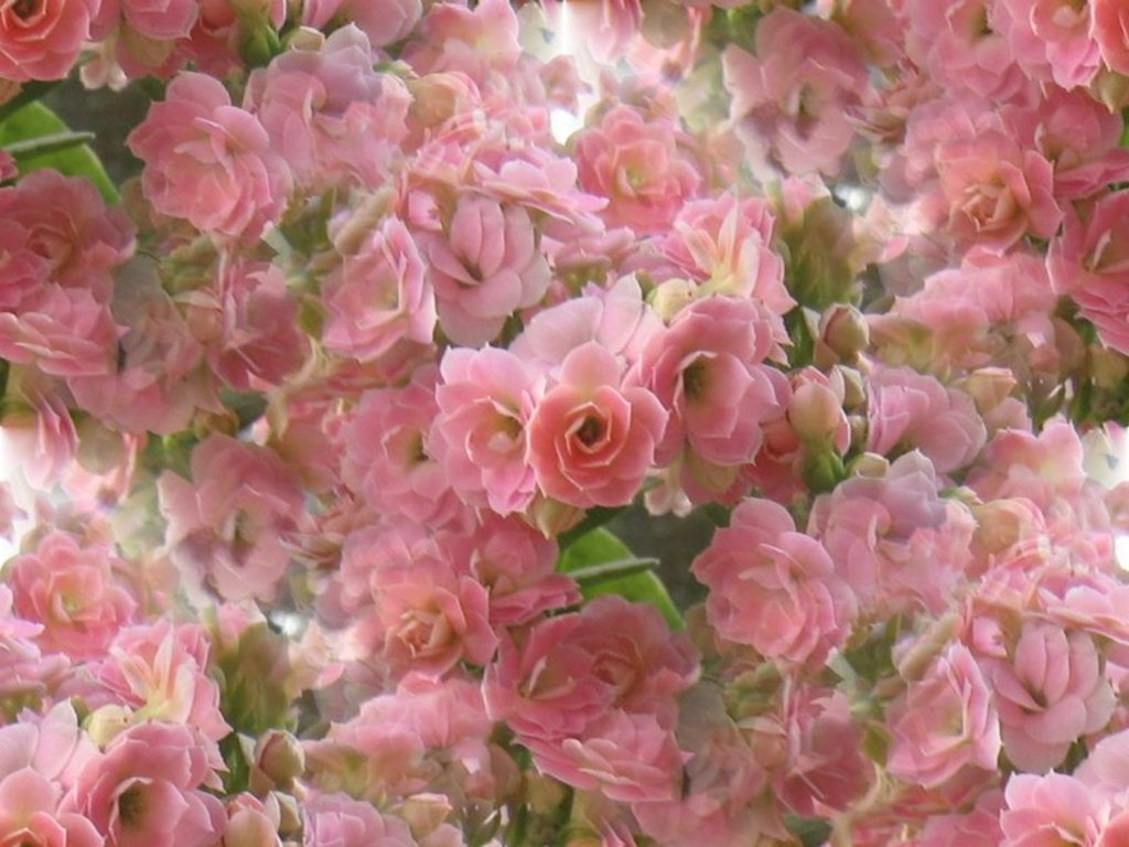 Beautiful pink spring flowers wallpaper   ForWallpapercom 1024x768