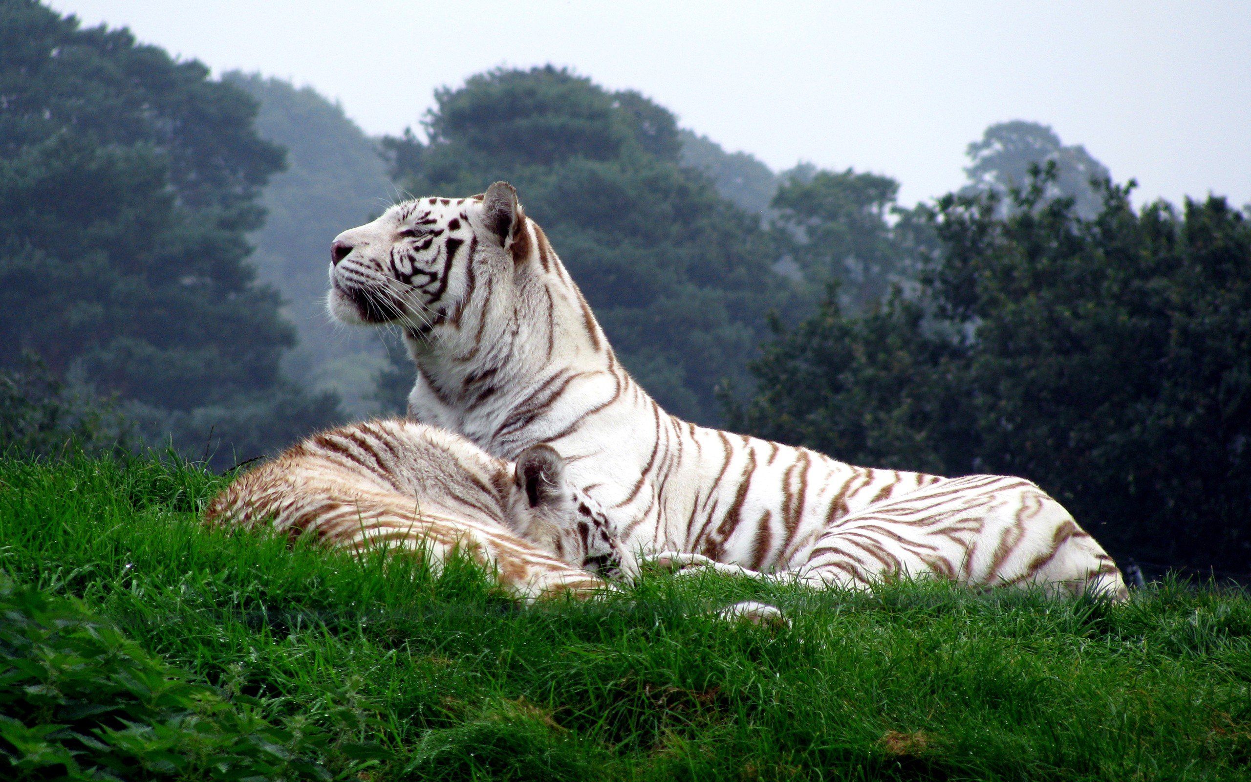 White Siberian Tiger Wallpaper High Resolution