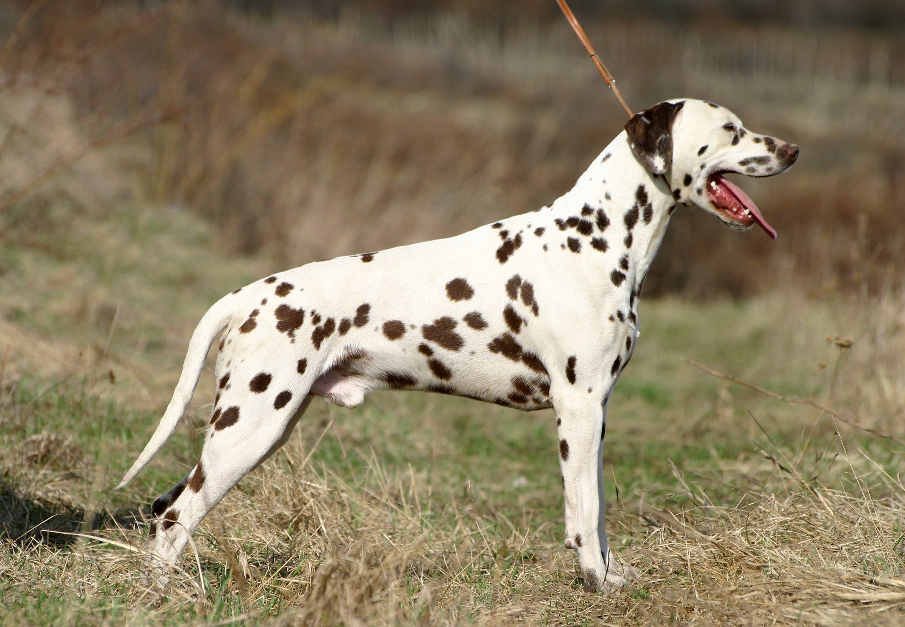 Dalmatian Photos And Wallpaper The Beautiful Pictures