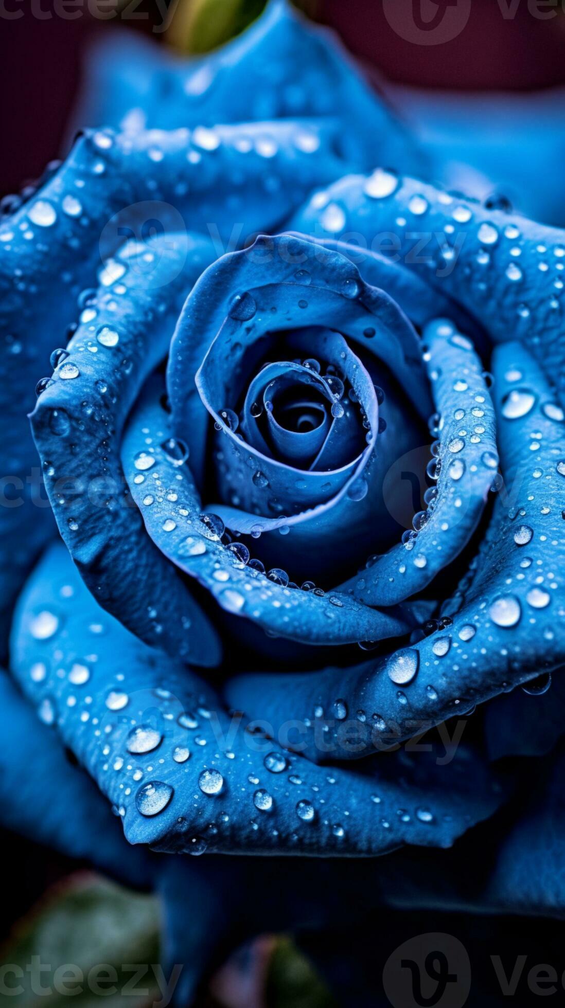 Blue Rose Wallpaper