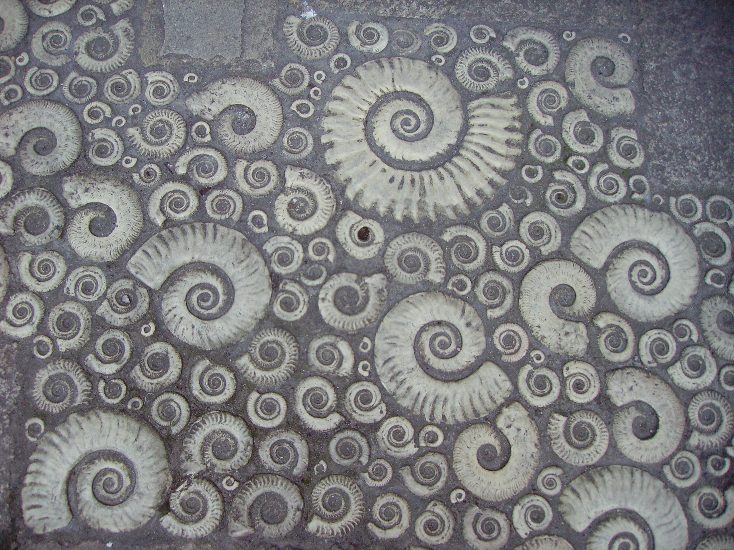File Coade Stone Ammonites Jpg Wikimedia Mons