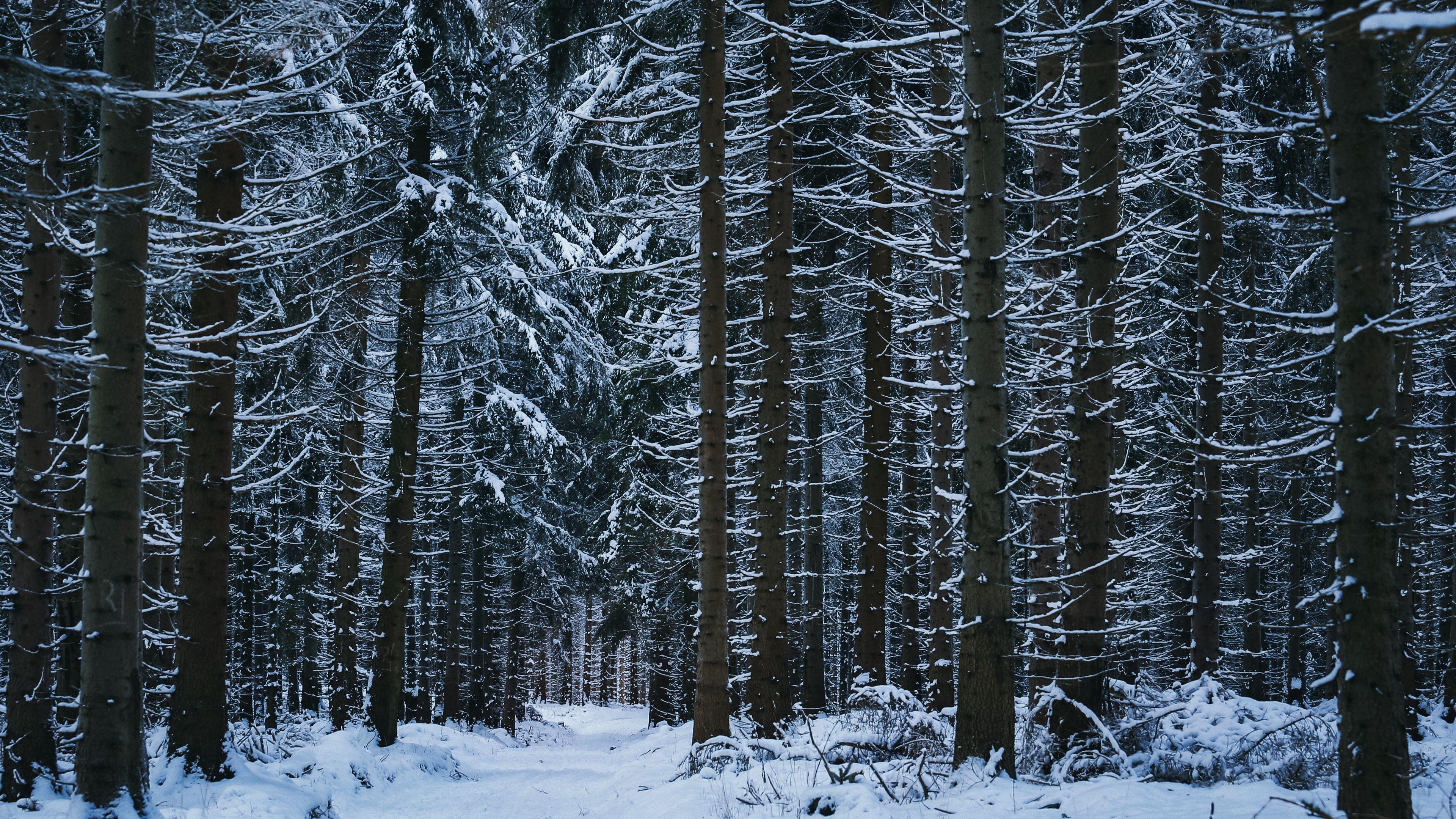 Wallpaper Id Forest Winter Trees Snow 4k