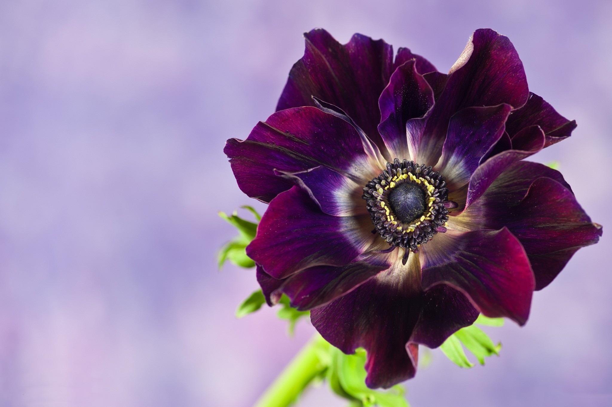 Purple Anemone Wallpaper