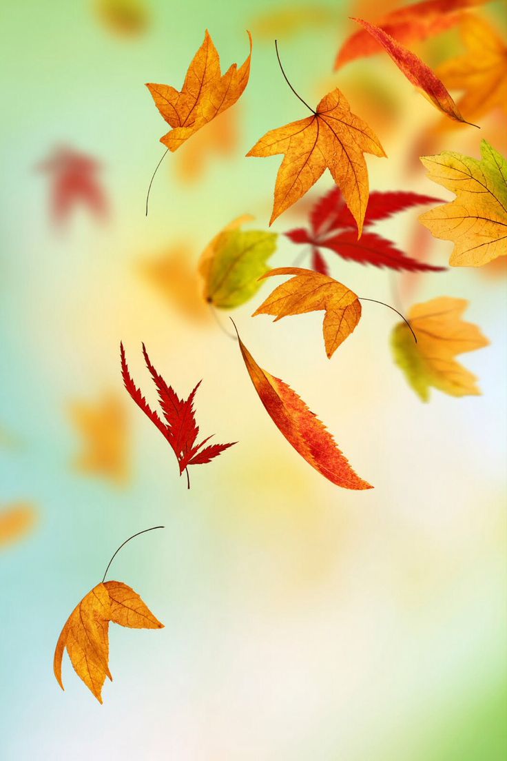 Fall leaves iphone background iPhone Wallpapers Pinterest