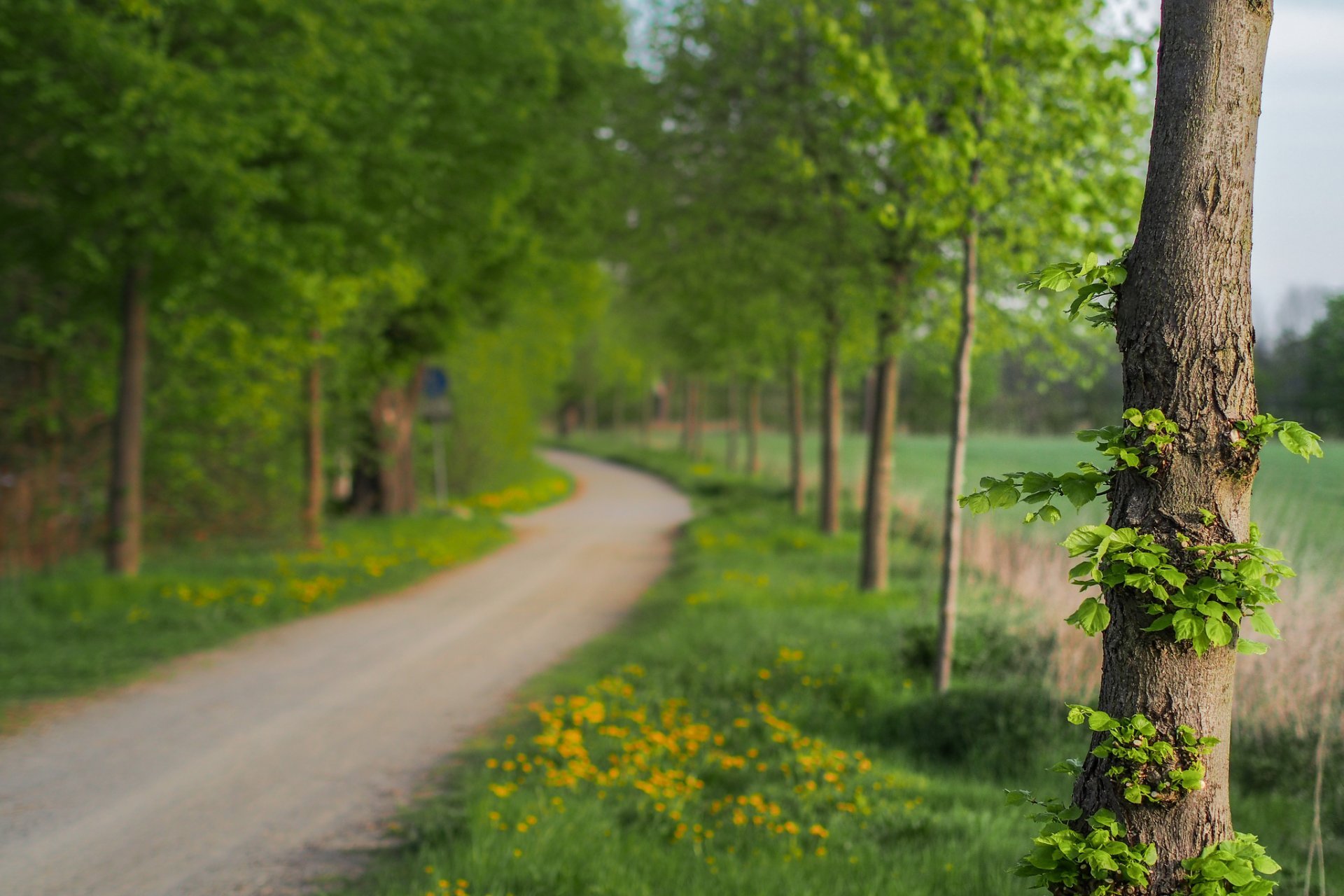 Free download nature close up tree leaves green flower flowers track path  blur [1920x1280] for your Desktop, Mobile & Tablet | Explore 29+ Nature Blur  Wallpapers | Nature Backgrounds, Nature Wallpaper, Nature Wallpapers  1366x768