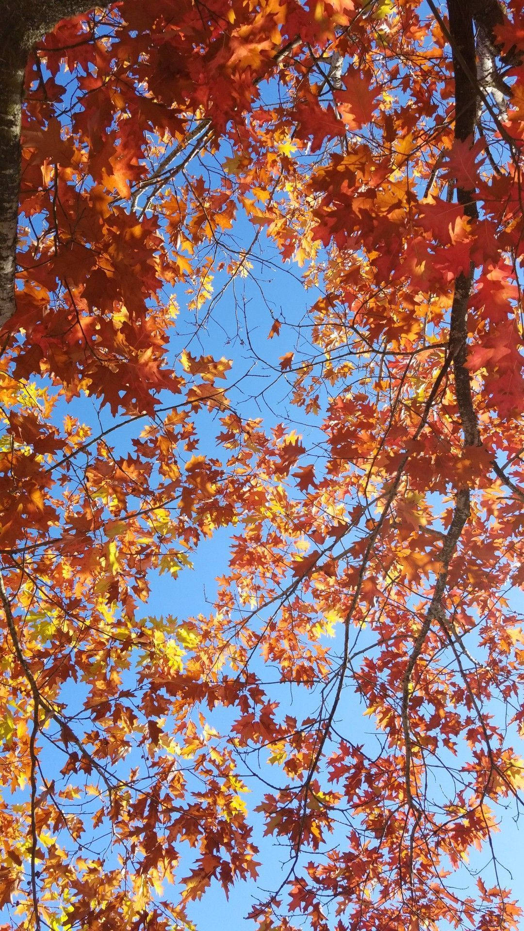 November iPhone Wallpaper