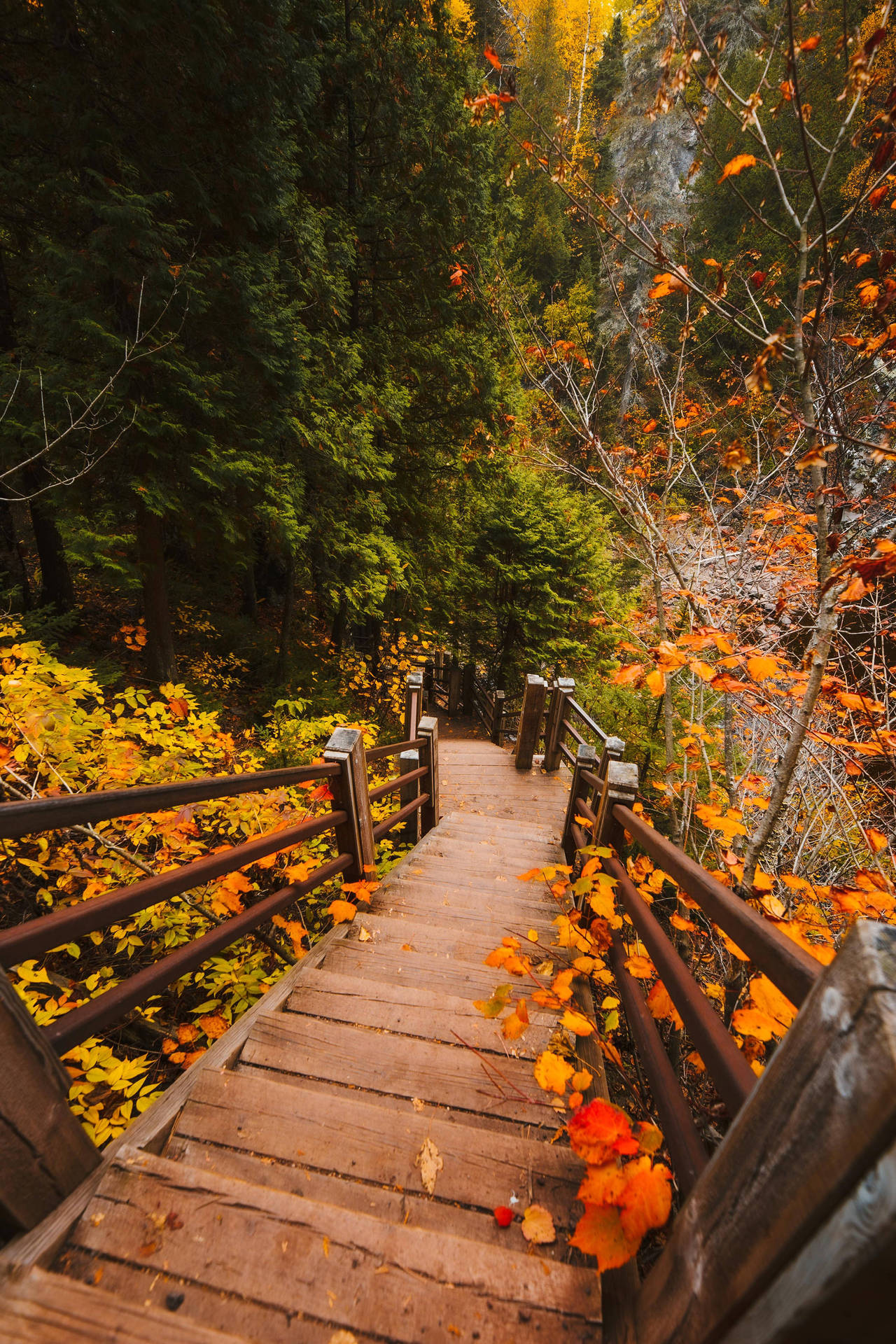 Cute Fall Aesthetic Wallpaper