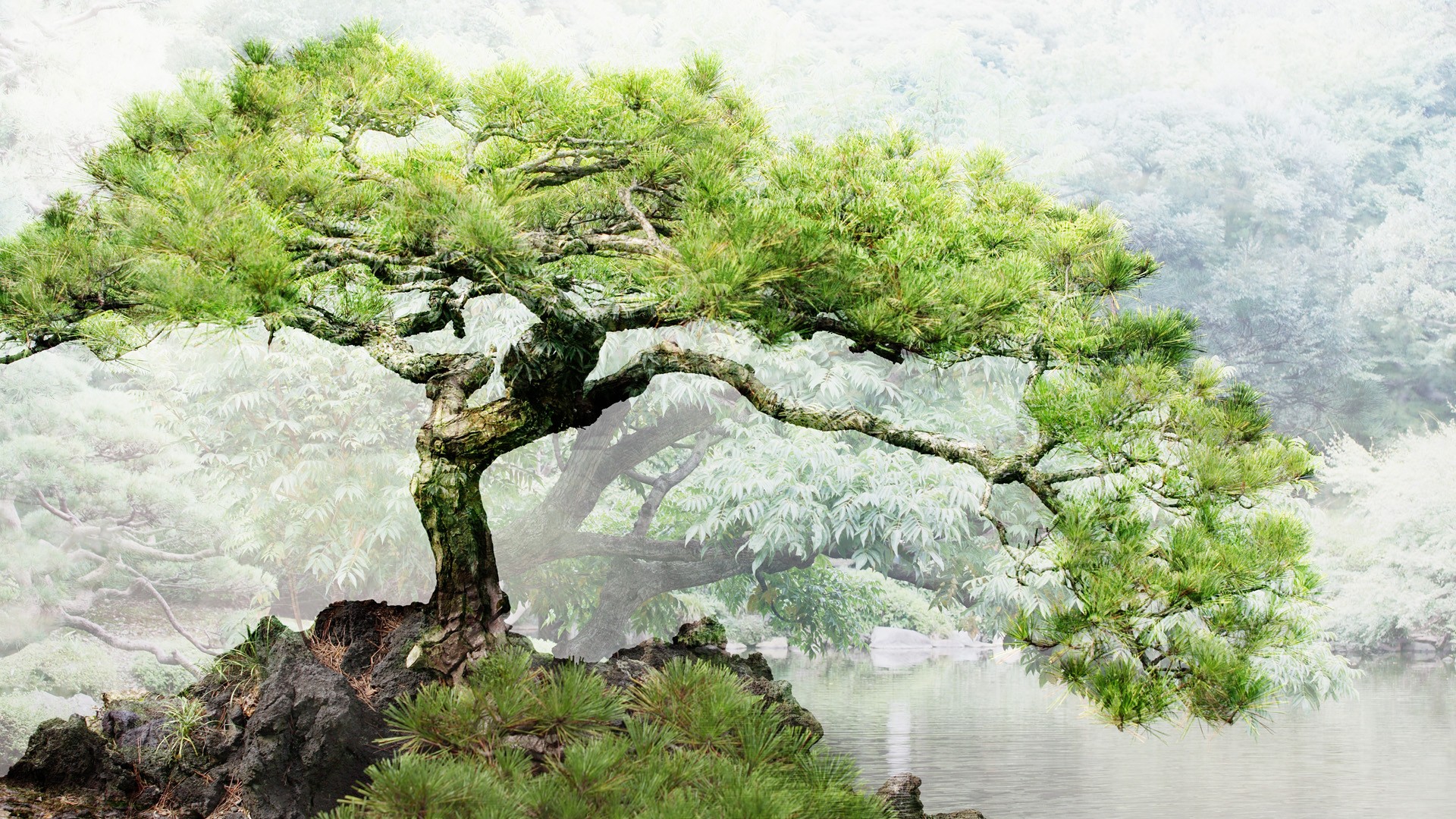 Bonsai Tree Background