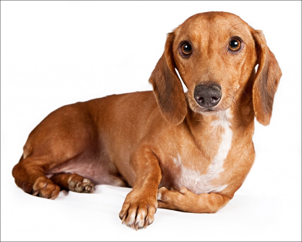 Dachshund Dog Portrait Photo And Wallpaper Beautiful