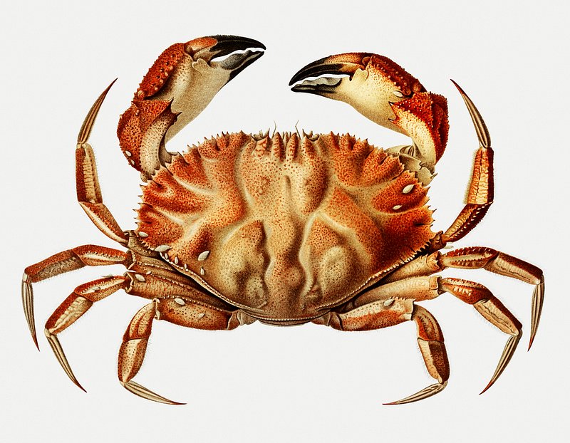 Dungeness Crab Vintage Illustration Wallpaper
