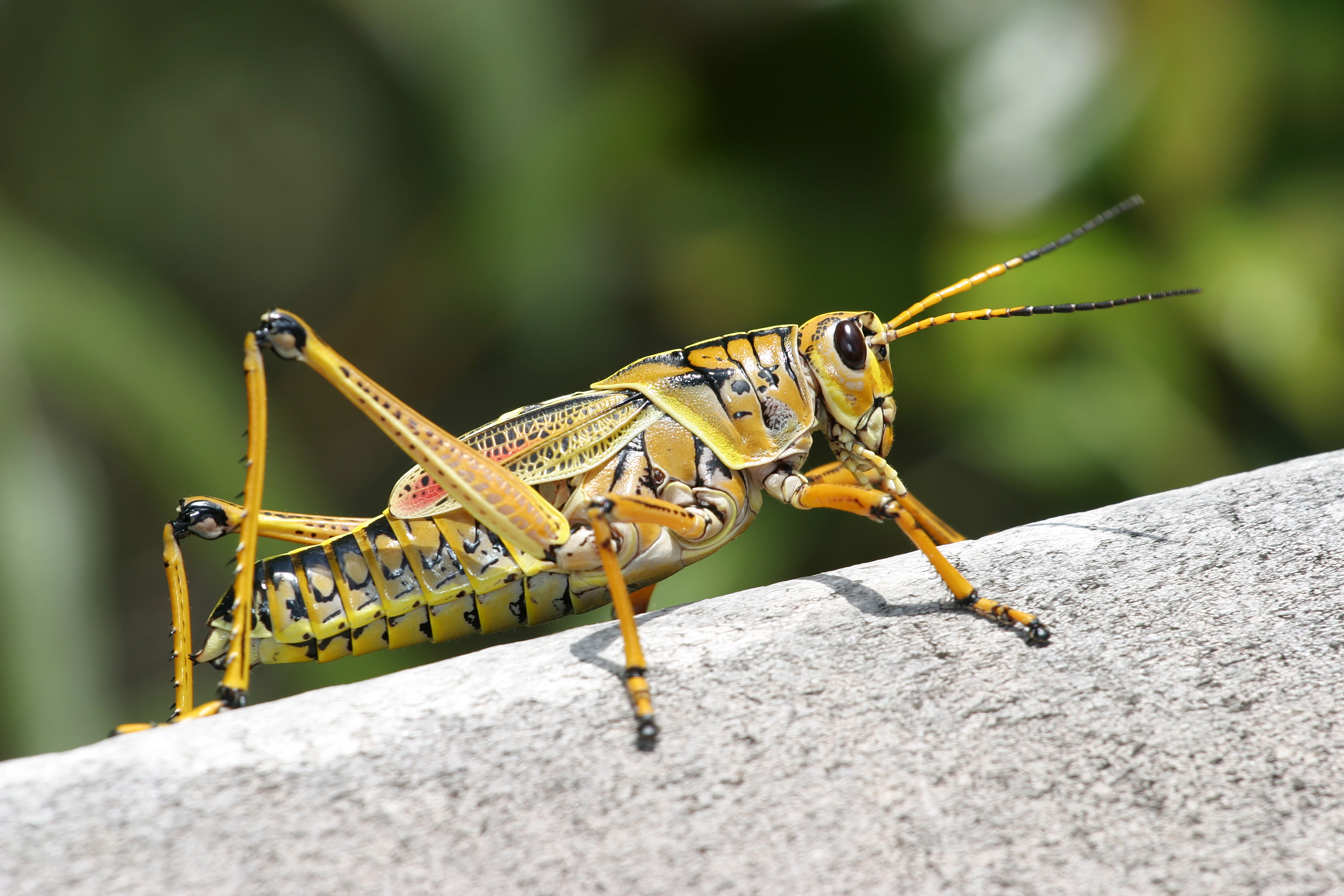 Grasshopper Computer Wallpaper Desktop Background