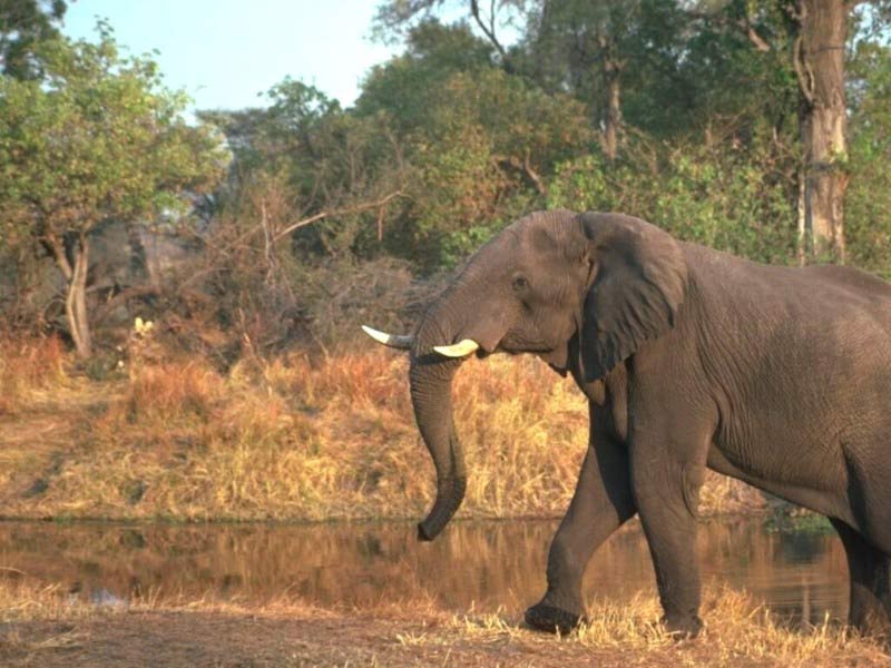 Lovely Elephants In Amazing 7art Screensavers Slide Show Screensaver