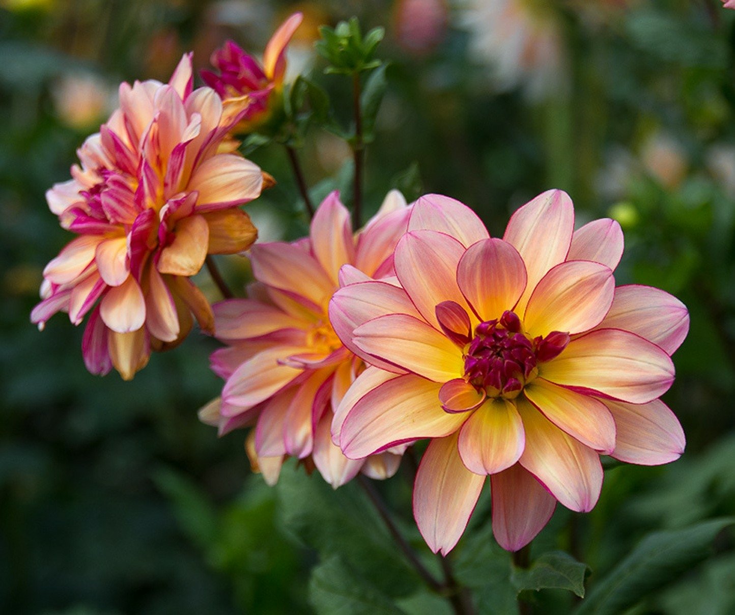 Dahlia Wallpaper
