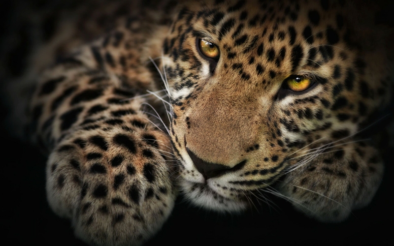 Wildcat Wallpaper Wildlife Desktop
