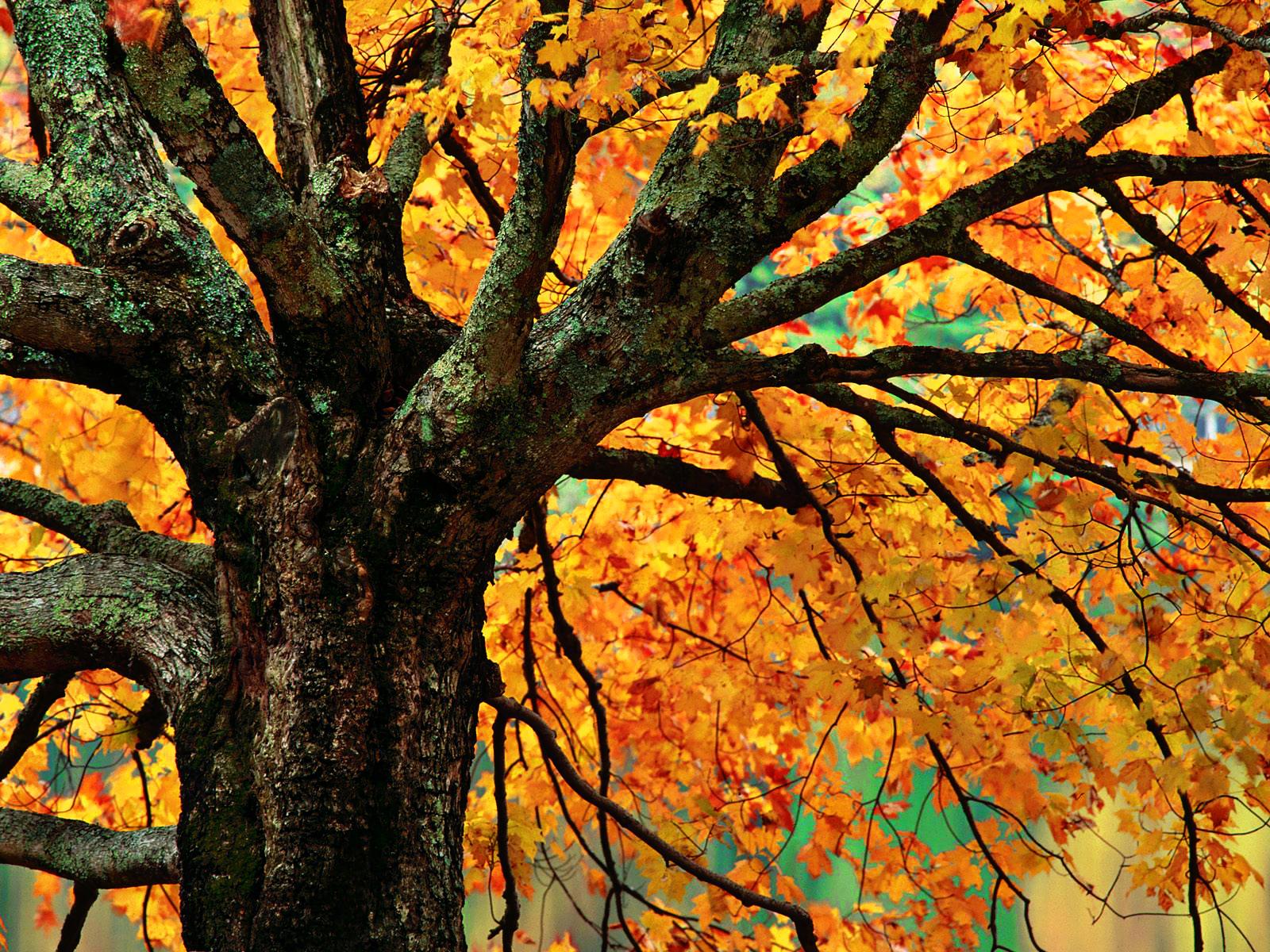 Autumn Maple Tree Branches 1600 x 1200 Download Close