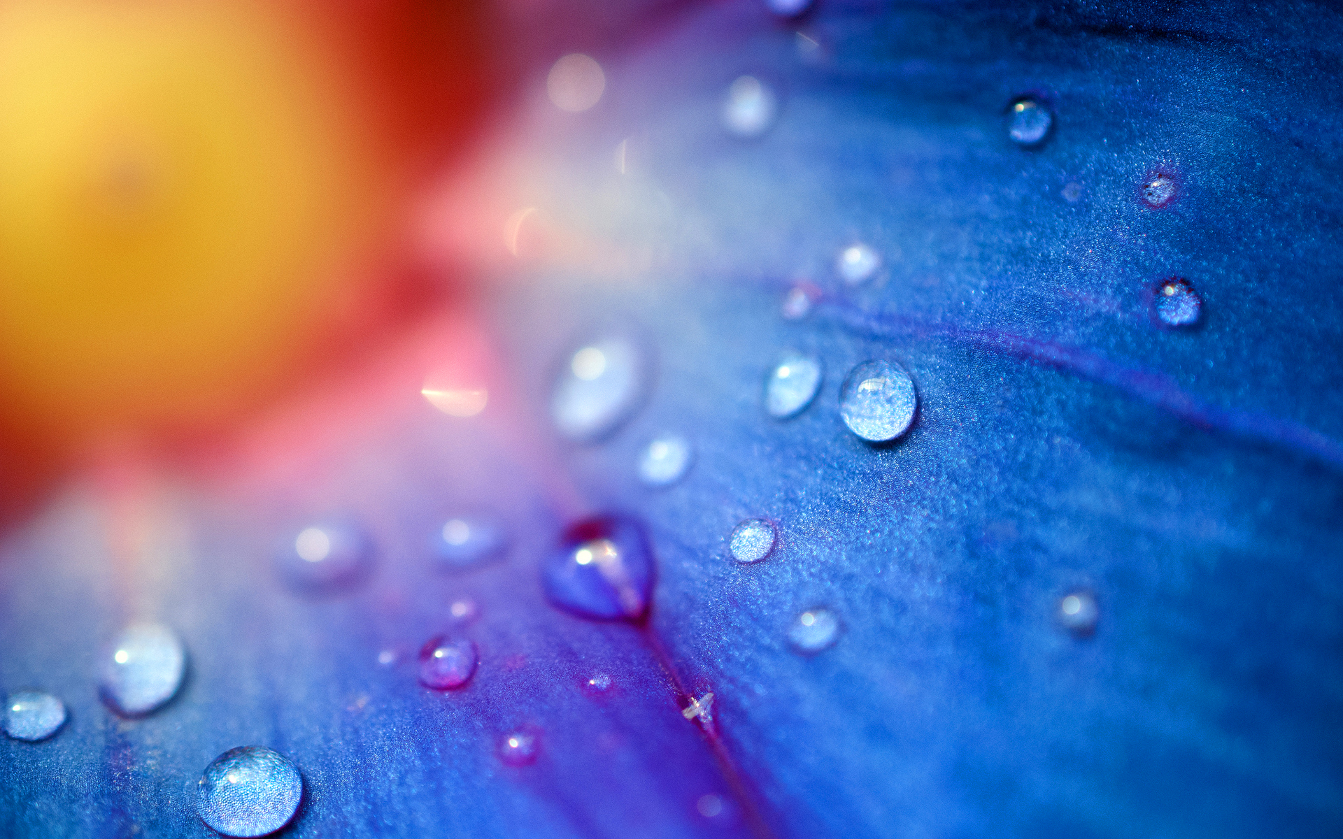 Flower Dew Drops HD Desktop Wallpaper 4k