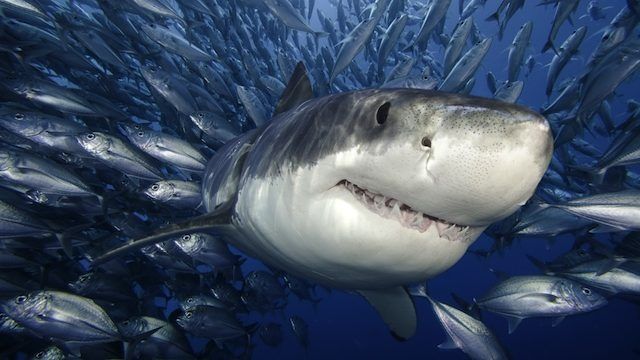 Awesome Shark Pictures Image Becuo